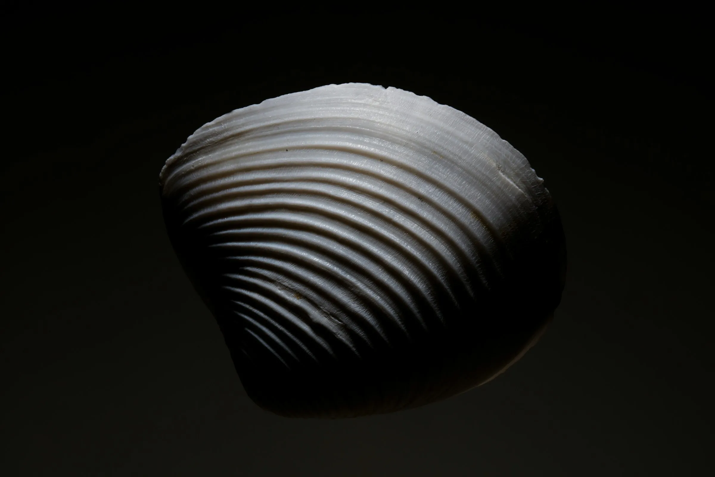 What is React2Shell and how it impacts Next.js and React ecosystem